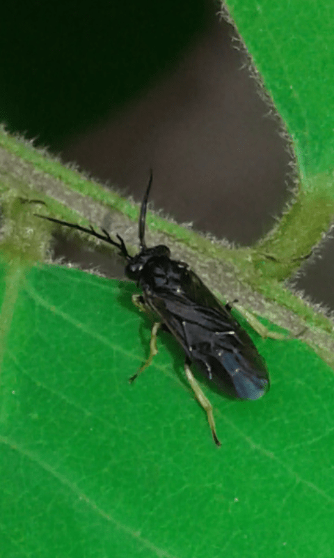 Tenthredinidae : maschio di Cladius pectinicornis? s!
